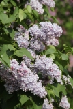 Condorcet_MSU_BG_3