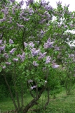 Condorcet_Main_BG_TP_3