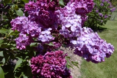 TOSHIBA Exif JPEG