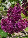 Congo_20210428_NYBG_MLD_3