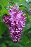 Congo_TRD_TP_11
