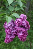 Congo_TRD_TP_12