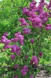 Congo_ZB_1