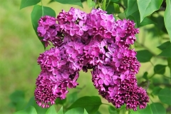 Congo_ZB_2