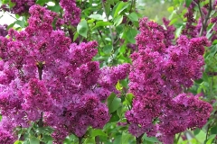 Congo_ZB_3