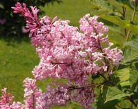 Constance_200906_RHC