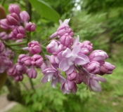 Cora_Lyden_201906_RBG_MLD