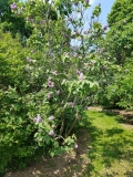 Corinne_20170518_HP_MLD_1