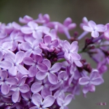Corinne_2019_LM_CF