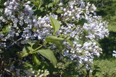 Correlata (alba chinensis)
