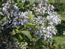 Correlata_Alba_chinensis_2003_HP_MM__DM