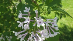 Correlata_Alba_chinensis_201505_MBG_BB