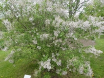 Correlata_Alba_chinensis_201906_MBG_MLD_1