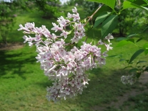 Correlata_Alba_chinensis_BP