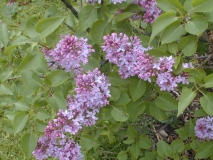 Croix_de_Brahy_2003_HP_MM__DM