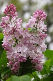 Cynthia_ZB_2