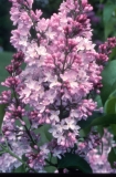 Cynthia__2006_RBG_CG