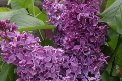 Czardas