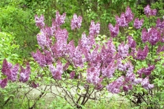 Dafna