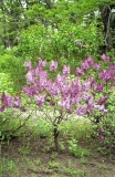 Dafna_2020_BSR_DZ_1