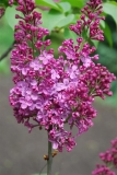 Dafna_2020_BSR_DZ_2