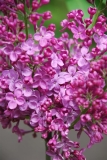 Dafna_2020_BSR_DZ_3