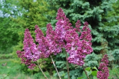 Dafna_2020_BSR_DZ_4