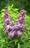 Dafna_2020_BSR_DZ_5