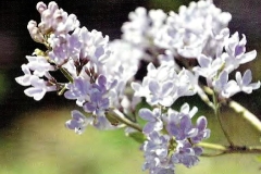 Daisy Wolcott
