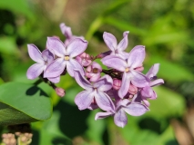 Daisy_Wolcott_20210430_MLD_MLD_2