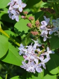 Daisy_Wolcott_20210430_MLD_MLD_3