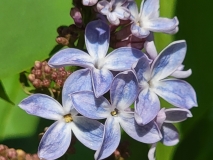 Daisy_Wolcott_20210430_MLD_MLD_4