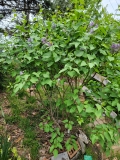 Daisy_Wolcott_20220503_MLD