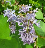 Daisy_Wolcott_20220503_MLD_3