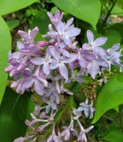 Daisy_Wolcott_20220503_MLD_4