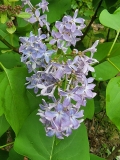 Daisy_Wolcott_20220507_MLD