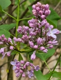 Daisy_Wolcott_20230417_MLD_MLD