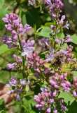 Daisy_Wolcott_20230418_MLD_MLD