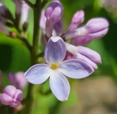 Daisy_Wolcott_20230418_MLD_MLD_2