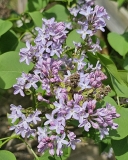 Daisy_Wolcott_20230420_MLD_MLD