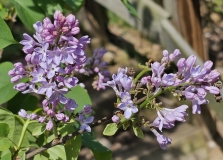 Daisy_Wolcott_20240416_MLD_MLD