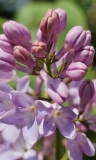 Daisy_Wolcott_20240416_MLD_MLD_2