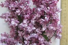 Dal'nevostochnitsa