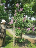 Dalnevostochnitsa_2020_FRVR_LP2