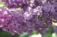 Danton_2014_IS