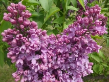 Daphne_Pink_201906_MBG_MLD