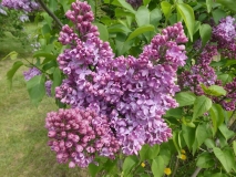 Daphne_Pink_201906_MBG_MLD_2