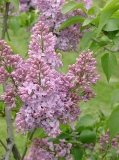 Daphne_Pink_MBG_BB