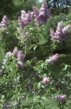 Daphne_Pink_RBG_CH