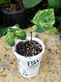 Dappled_Dawn_first_rooted_cutting_from_Payne_plant_2_20180518_MLD_MLD